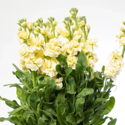 Fiala Cinderella Yellow - Matthiola incana - semená fialy - 40 ks