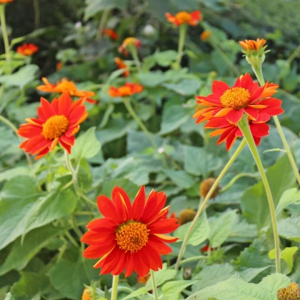 Titónia okrúhlolistá - Tithonia rotundifolia - semená - 60 ks