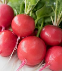 Reďkovka Riesenbutter Vitessa - Raphanus sativus sativus - semená reďkovky - 100 ks