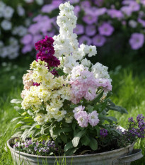 Fiala Cinderella Vivid Formula Mix - Matthiola incana - semená fialy - 40 ks