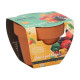 Buzzy Grow Gifts - Minisada na pestovanie papriky - Pieterpik - 1 ks