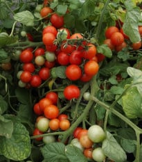 Paradajka balkónová Bajaja - Solanum lycopersicum - semená paradajok - 12 ks