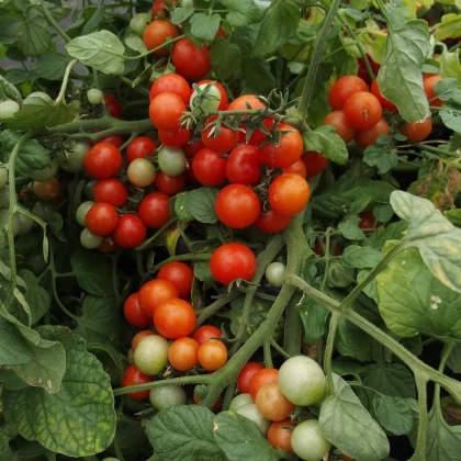 Paradajka balkónová Bajaja - Solanum lycopersicum - semená paradajok - 12 ks