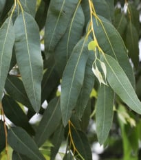 Eukalyptus riečny River Red Gum - Blahovičník - Eucalyptus camaldulensis - semená eukalyptu - 10 ks