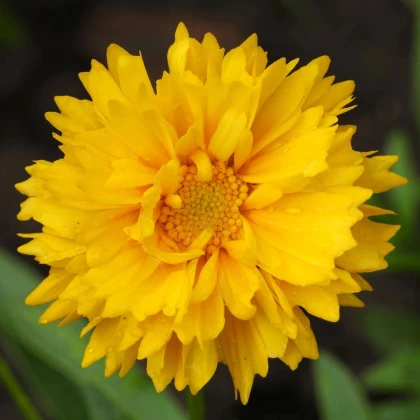 Krásnoočko veľkokveté Presto - Coreopsis grandiflora - semená krásnoočky - 20 ks