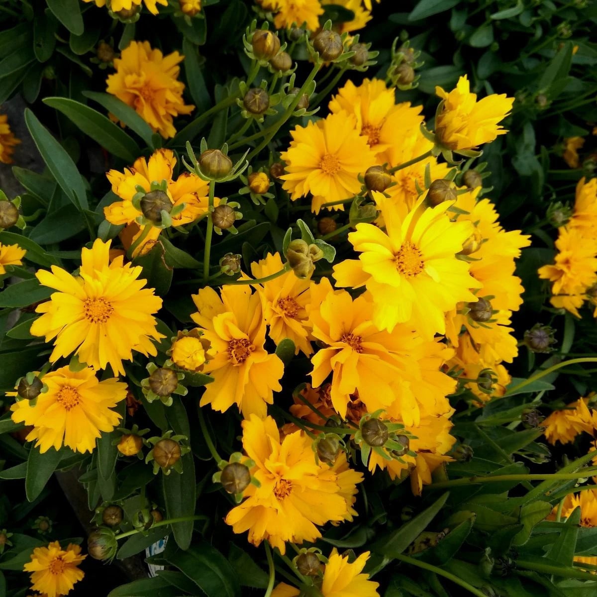 Krásnoočko veľkokveté Presto - Coreopsis grandiflora - semená krásnoočky - 20 ks