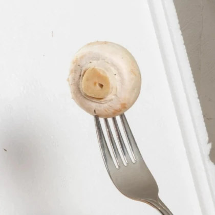 Mini Champ - súprava na domáce pestovanie bielych šampiňónov - Agaricus bisporus - 1 ks