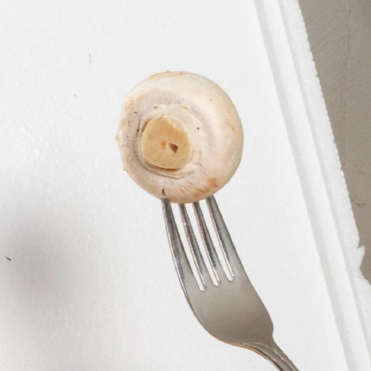 Mini Champ - súprava na domáce pestovanie bielych šampiňónov - Agaricus bisporus - 1 ks
