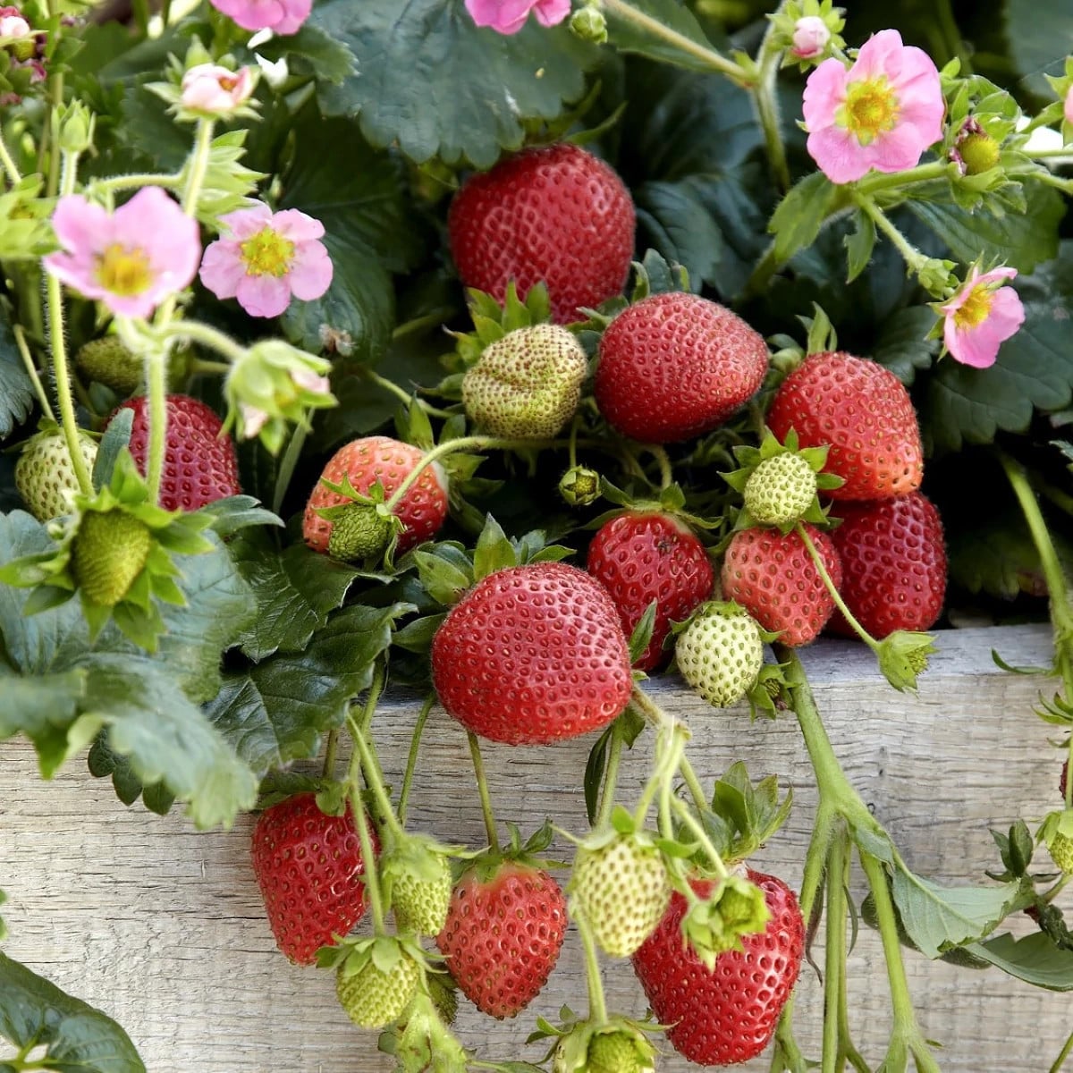 Jahody stáleplodiace Frisan F1 - Fragaria ananassa - semená jahôd - 10 ks