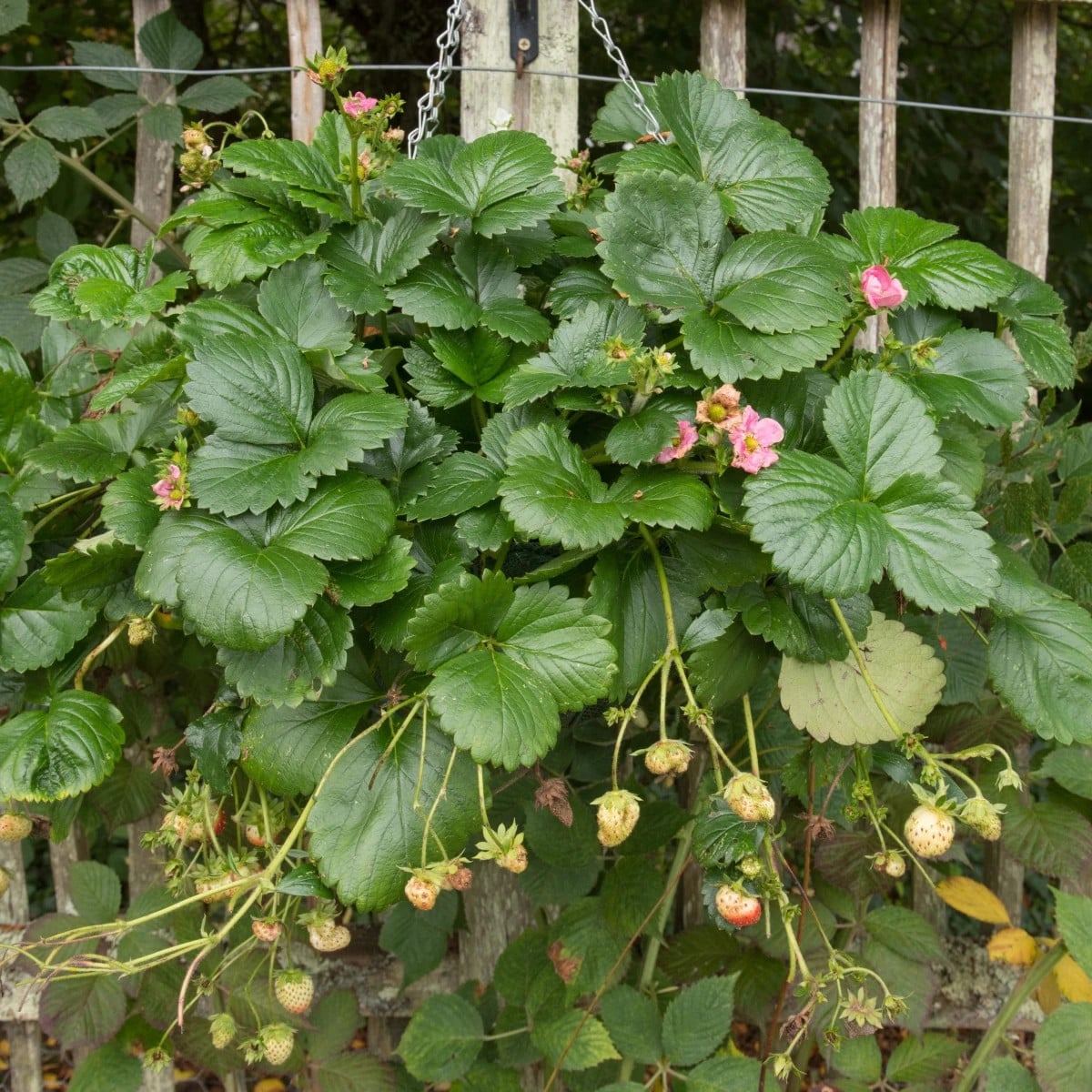 Jahody stáleplodiace Frisan F1 - Fragaria ananassa - semená jahôd - 10 ks