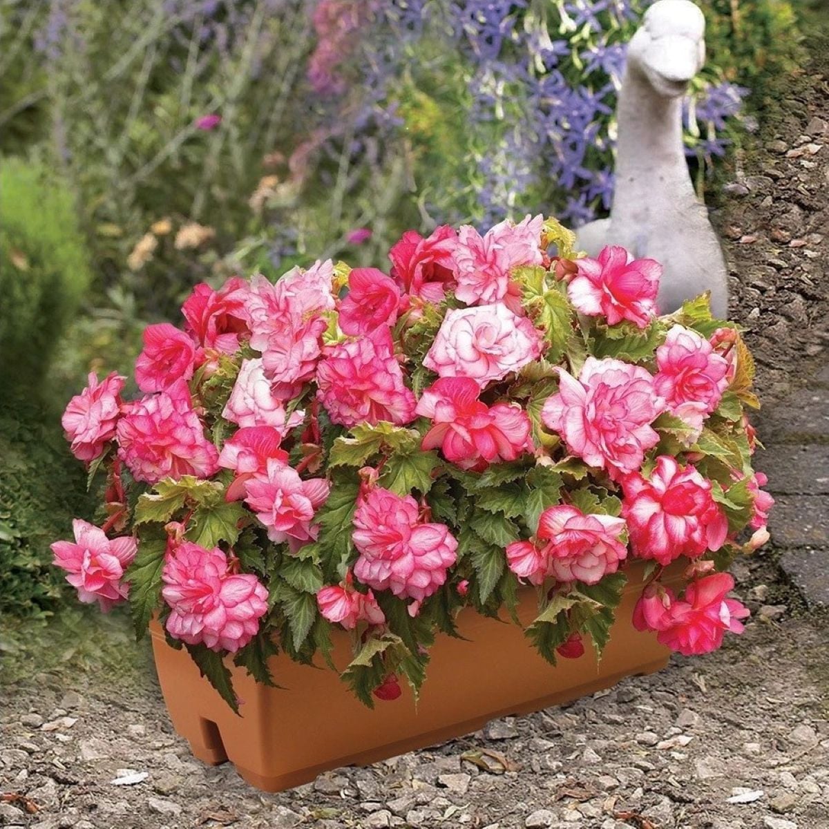 Begónia Pink Balcony - Begonia tuberhybrida - hľuzy begónie - 2 ks