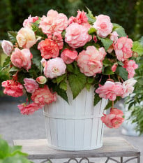 Begónia Flamenca - Begonia splendide - hľuzy begónie - 2 ks
