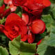 Begónia Nonstop červená - Begonia tuberhybrida - hľuzy begónie - 2 ks
