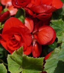 Begónia Nonstop červená - Begonia tuberhybrida - hľuzy begónie - 2 ks