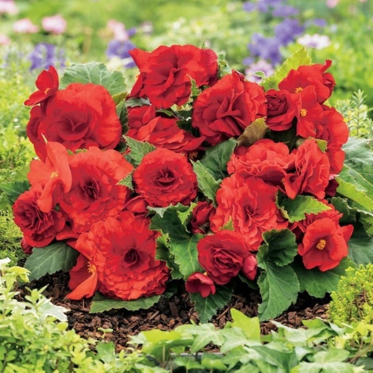 Begónia Nonstop červená - Begonia tuberhybrida - hľuzy begónie - 2 ks