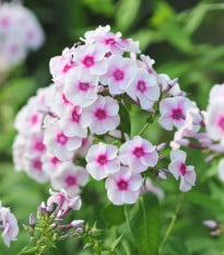 Plamienka Graf Zeppelin - Phlox - voľnokorenné sadenice plamienky - 1 ks