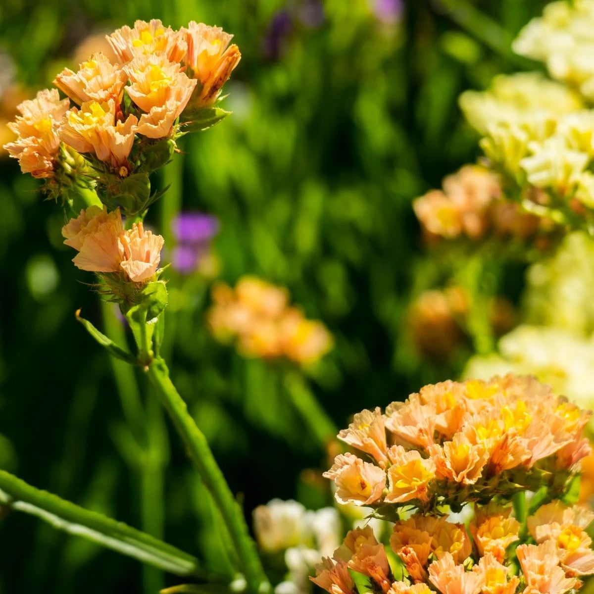 Limonka chobotnatá QIS Apricot - Limonium sinuatum - semená limonky - 30 ks