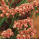 Limonka chobotnatá QIS Apricot - Limonium sinuatum - semená limonky - 30 ks