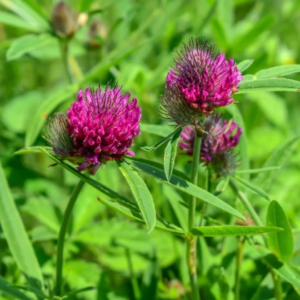 Ďatelina alpínska - Trifolium alpestre - semená ďateliny - 100 ks
