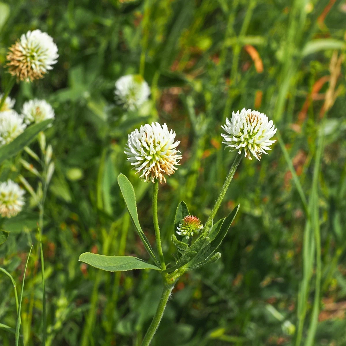 Ďatelina horská - Trifolium montanum - semená ďateliny - 100 ks