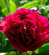 Pivónia Red Sarah Bernhardt - Paeonia lactiflora - hľuzy pivónie - 1 ks
