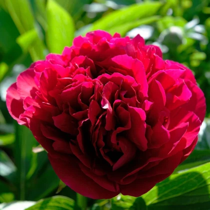 Pivónia Red Sarah Bernhardt - Paeonia lactiflora - hľuzy pivónie - 1 ks