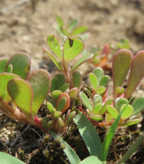 Portulaka kapustová Golden - Portulaca oleracea - semená portulaky - 100 ks