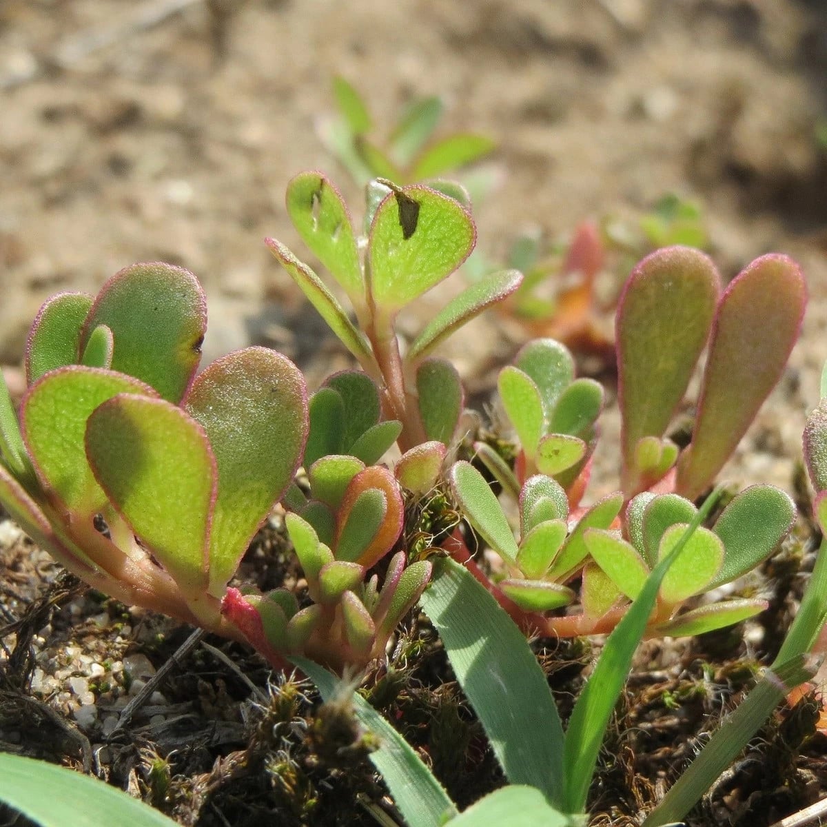Portulaka kapustová Golden - Portulaca oleracea - semená portulaky - 100 ks