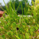 Portulaka kapustová Golden - Portulaca oleracea - semená portulaky - 100 ks
