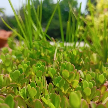 Portulaka kapustová Golden - Portulaca oleracea - semená portulaky - 100 ks