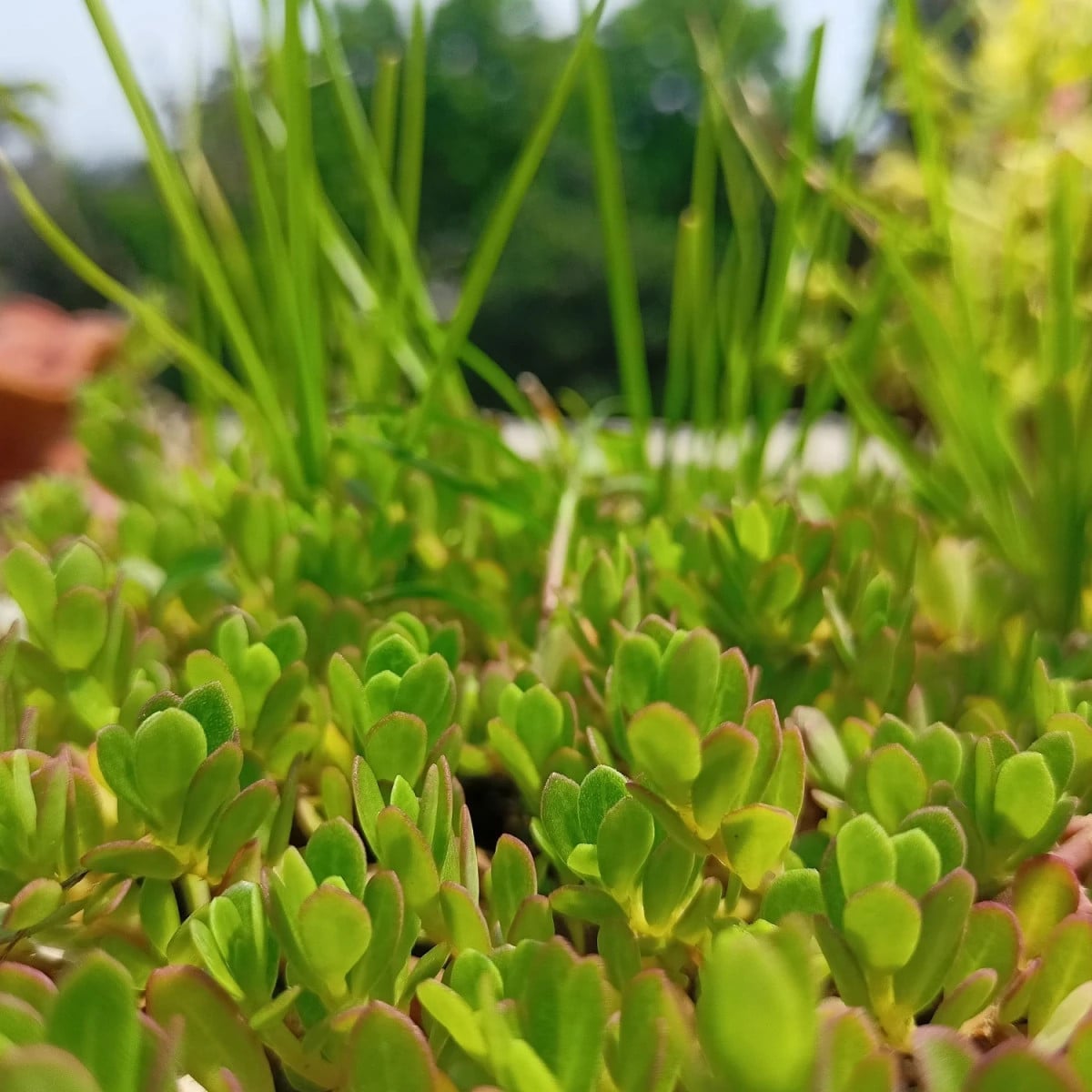 Portulaka kapustová Golden - Portulaca oleracea - semená portulaky - 100 ks