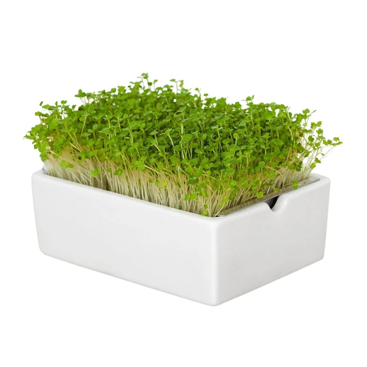 BIO microgreen Rukola - Heimgart - náhradné pláty - 1 ks