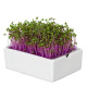 BIO microgreen Červená kapusta - Heimgart - náhradné pláty - 1 ks