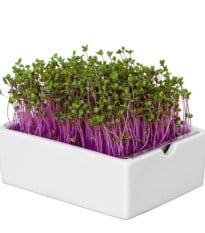 BIO microgreen Červená kapusta - Heimgart - náhradné pláty - 1 ks