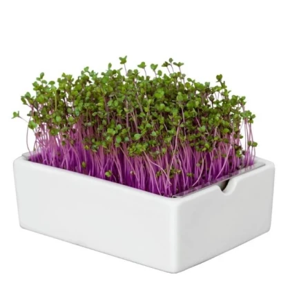 BIO microgreen Červená kapusta - Heimgart - náhradné pláty - 1 ks