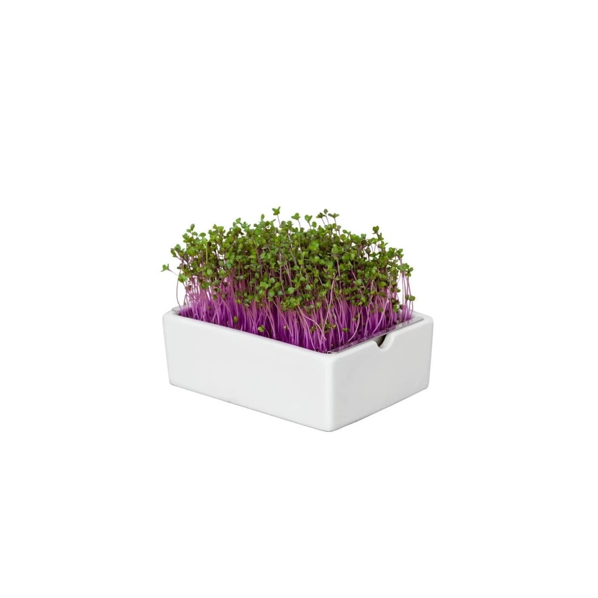 BIO microgreen Červená kapusta - Heimgart - náhradné pláty - 1 ks