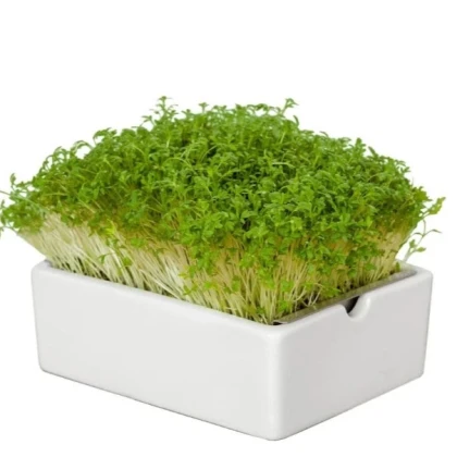 BIO microgreen Žerucha - Heimgart - náhradné pláty - 1 ks