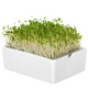 BIO microgreen Brokolica - Heimgart - náhradné pláty - 1 ks