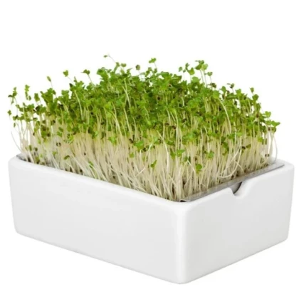 BIO microgreen Brokolica - Heimgart - náhradné pláty - 1 ks