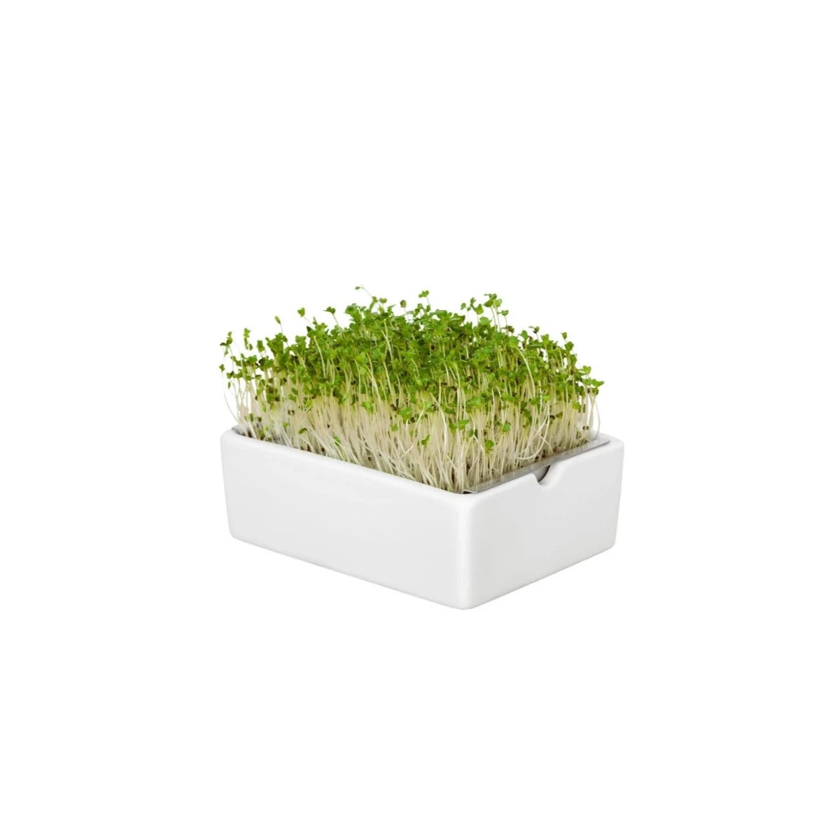 BIO microgreen Brokolica - Heimgart - náhradné pláty - 1 ks