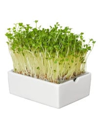 BIO microgreen Reďkovka - Heimgart - náhradné pláty - 1 ks