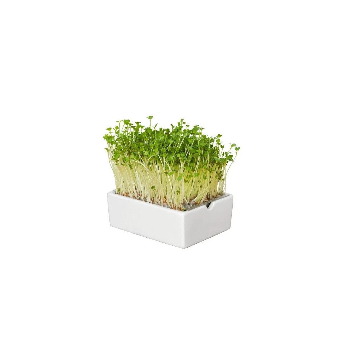 BIO microgreen Reďkovka - Heimgart - náhradné pláty - 1 ks