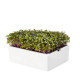 BIO microgreen Kaleráb - Heimgart - náhradné pláty - 1 ks
