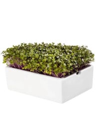 BIO microgreen Kaleráb - Heimgart - náhradné pláty - 1 ks