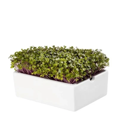 BIO microgreen Kaleráb - Heimgart - náhradné pláty - 1 ks