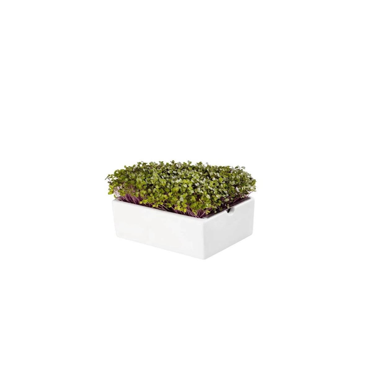 BIO microgreen Kaleráb - Heimgart - náhradné pláty - 1 ks