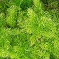 Sprengerova špargľa - Asparagus aethiopicus - semená špargle - 12 ks