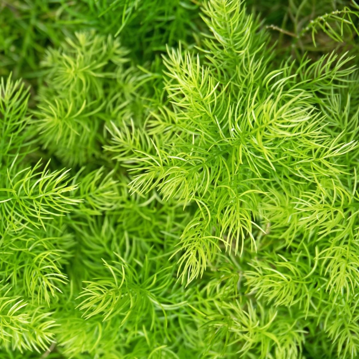 Sprengerova špargľa - Asparagus aethiopicus - semená špargle - 12 ks
