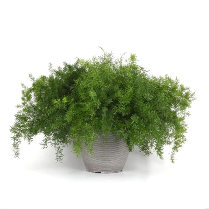Sprengerova špargľa - Asparagus aethiopicus - semená špargle - 12 ks