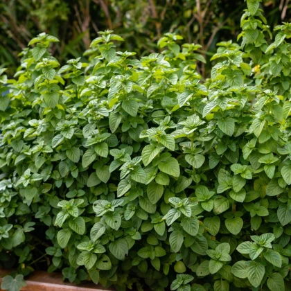 Mäta pieporná - Mentha - pestovanie